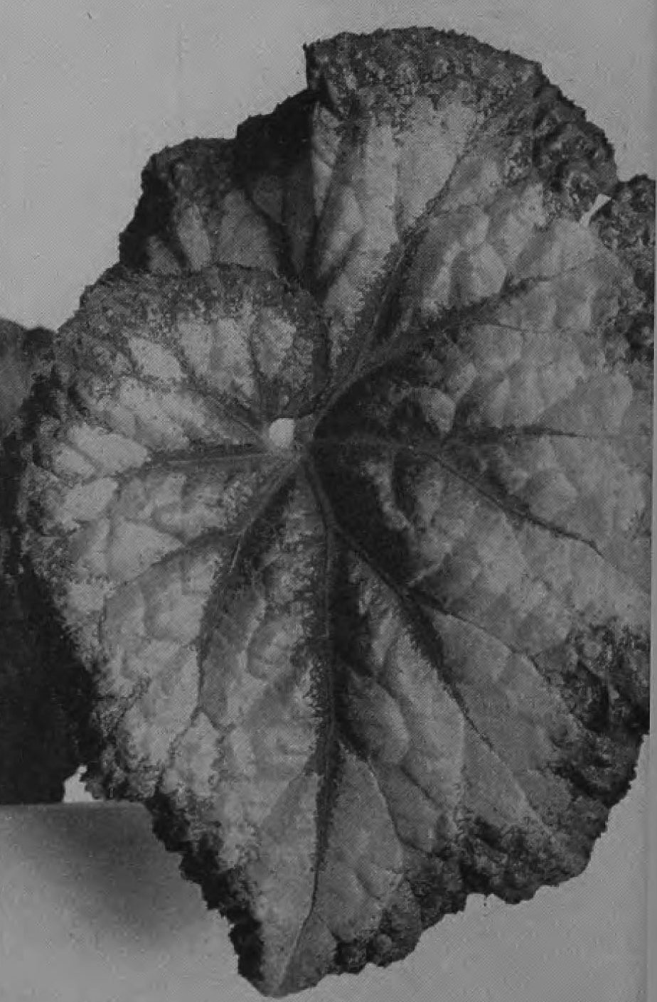 B. ‘Avila’